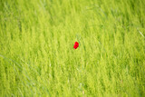 Fototapeta  - 緑の中で一輪咲くポピーの花
