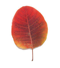 A single leaf of a tree isolated on a white background