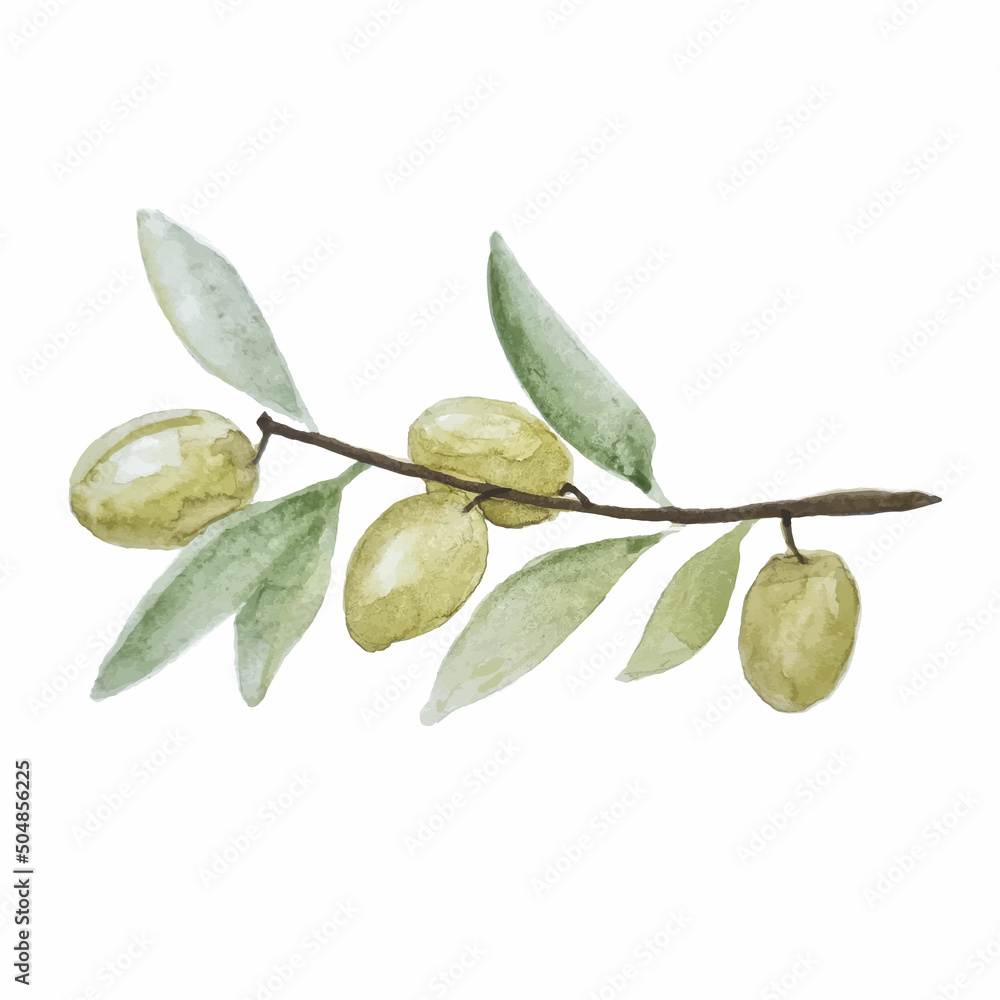 Watercolor hand drawn green olive branch vector clipart on the ...