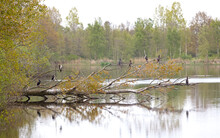 Fallen Tree Full Of Cormorants Resting
