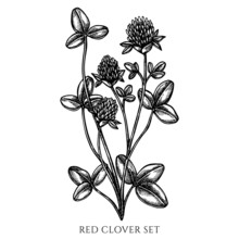 Tea Herbs Vintage Vector Illustrations Collection. Black And White Red Clover.