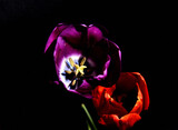 Rozkwitnięty tulipan fiolet