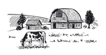 Cows Chew Grass, Hand Drawn Illustrations. Dairy Farm, Vector.	