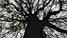 Black And White Illustration Of Bare Tree In Winter