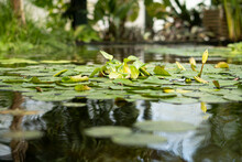Green Leaves Of Water Lilies Floating On Pond
