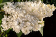 Lush inflorescence of white lilac. Syringa vulgaris. Branch of white lilac. Common White Lilac