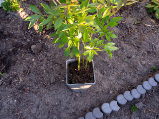 Spring gardening, rose bush transplanted from pot to flower bed.