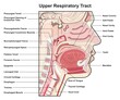 Upper respiratory tract infographic diagram for medical anatomy physiology science education details part of human body respiratory system respiration concept cross section chart scheme