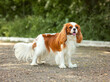 dog cavalier king charles spaniel for a walk in summer