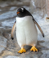 Wall Mural - Portrait of a penguin in the park.