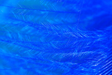 Wall Mural - Blue feather as a background.