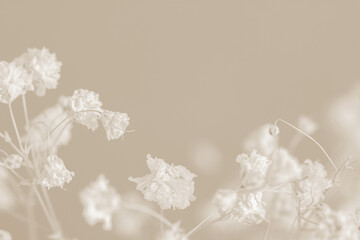 Wall Mural - Gypsophila romantic wedding dry flowers elegant blooming bouquet on beige natural bokeh background macro