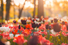 Beautiful Colorful Tulips Blooming In Tulip Field In Garden With Blurry Sunset Nature Landscape Background. Soft Sunlight Romantic, Love Blooming Floral Wallpaper Holidays Card. Idyllic Nature Closeup