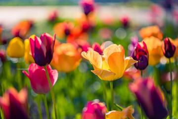 Wall Mural - Beautiful colorful tulips blooming in tulip field in garden with blurry sunset nature landscape background. Soft sunlight romantic, love blooming floral wallpaper holidays card. Idyllic nature closeup