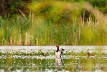 Common Pochard - Aythya Ferina On The Lake