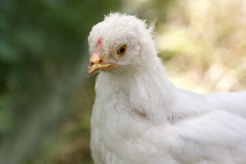 Sticker - Close up of young white chick baby of Poland chick