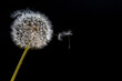 Löwenzahn Pusteblume mit fliegenden Samen vor schwarzem Hintergrund