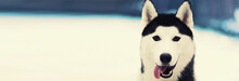 Close Up Of Husky Dog Outdoors In Winter Park, Blank Copy Space For Advertising Text