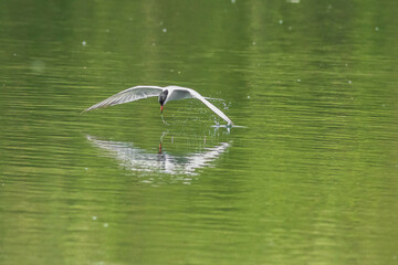 Wall Mural - Common tern (Sterna hirundo)