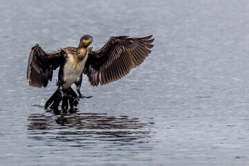 Wall Mural - Cormorant (Phalacrocorax carbo)