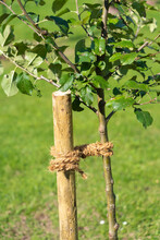 Correct Connection Of A Young Tree In Figure Eight Loops Around The Wooden Stake And Trunk