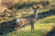 Roe deer - Capreolus capreolus -  standing on grass and watching around. Photo from Ujście Warty National Park in Poland.