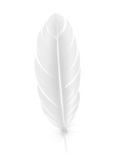 Poster - Realistic White Feather Composition