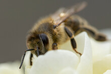 A Bee On White Roses