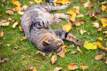 Wall Mural - A cat lies on the grass with fallen leaves in autumn