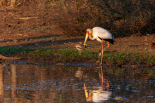 Yellow-billed Stork (Mycteria Ibis) Searching For Food In The Warm Morning Light In The Water Of Sunset Dam In Kruger National Park In South Africa