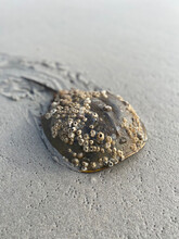Horseshoe Crab With Barnacles Leaving Trail In Sand On Beach In New Jersey