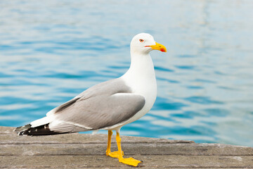 Wall Mural - Seagull on a pier close to the water