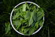 Collection of sorrel. Cut green house sorrel in a plate on the grass. Fresh organic sorrel.