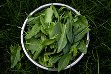 Collection Of Sorrel. Cut Green House Sorrel In A Plate On The Grass. Fresh Organic Sorrel.