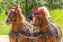 Horse Driving Competition: Portrait Of A Team Of Two South German Draft Horses Pulling A Horse Carriage
