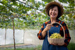 Senior Asian farmer harvesting fresh sweet  organic grape fruit in greenhouse.