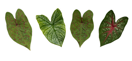 Wall Mural - set of green leaves and tropical plant leaves on white background for flat layd.clipping path design