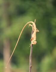 Wall Mural - lizard on a branch