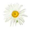 One white daisy flower isolated on a white background.