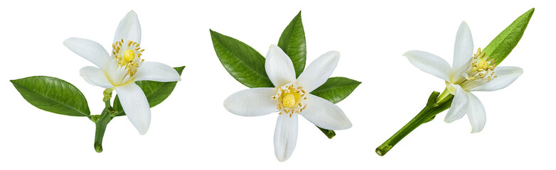 Wall Mural - Lemon flower isolated on white background