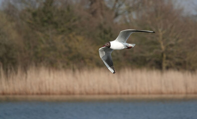 Wall Mural - A black-headed gull in flight against a blurry rural background. 