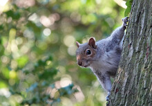  A Cute Grey Squirrel Holding On To The Side Of A Tree. 