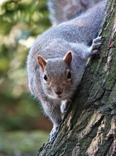 A Cute Grey Squirrel Clinging To The Side Of A Tree And Looking At The Camera. 