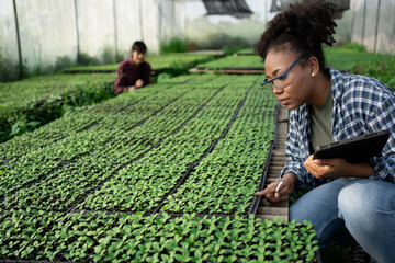 Beautiful African American organic vegetable garden owner with black skin.Standing smiling holding tablet with team farmers Help take care of seed plots in the greenhouse.Modern Agricultural,harvest.