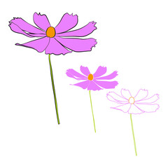 Wall Mural - Set of cosmos flower branch vector simple illustration isolated on white background. Black outline hand drawn sketch and colored version. Floral vector for childrens illustration, summer design.