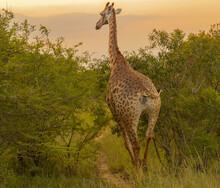 Giraffen Im Naturreservat Im Hluhluwe Nationalpark Südafrika