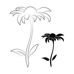 Wall Mural - Set of two open heliopsis blossom vector outline and silhouette illustration isolated on white background. Vector sketch style top view hand drawing of wild, heliopsis, false sunflower.