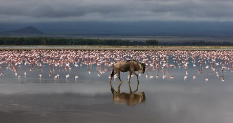 Wall Mural - Wildebeest crossing the amboseli marshes