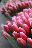 Fototapeta Tulipany - Różowe tulipany