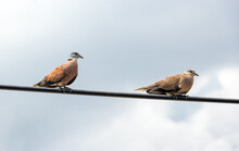 A Pair Of The Red Collared Dove (Streptopelia Tranquebarica) Sitting On An Electric Cable, Thailand
